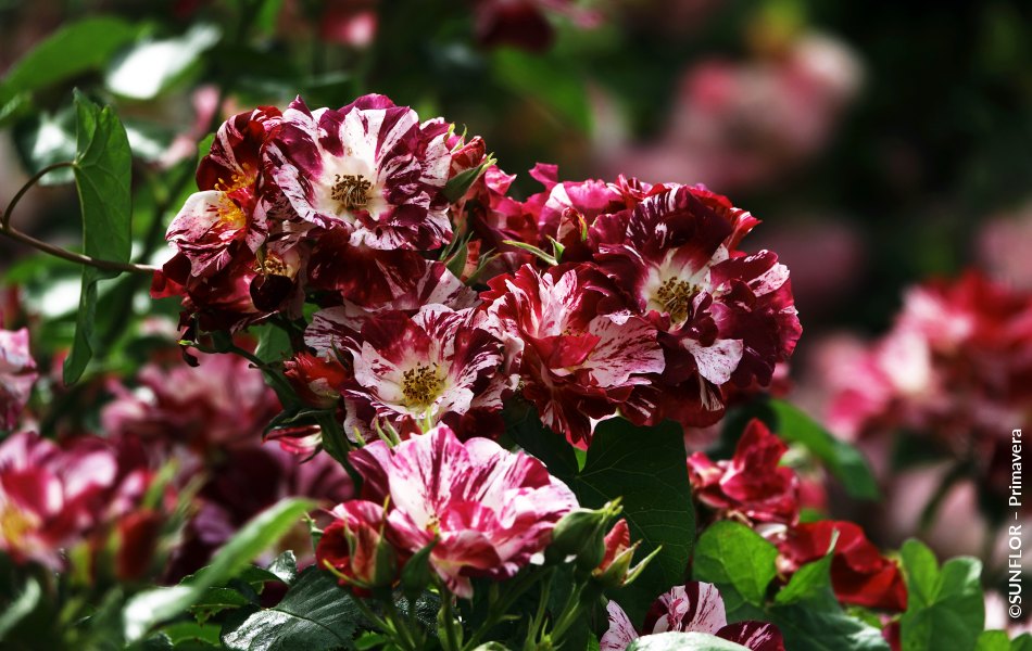 ©SUNFLOR – Primavera